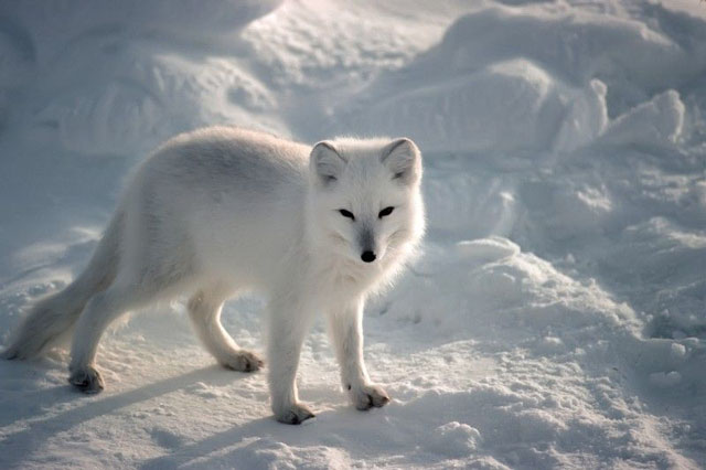 Immobile in the snow, an Arctic Fox, side view, looks at the camera.