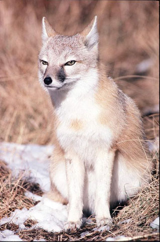 A Swift Fox sitting on its bottom stares at the camera.