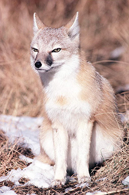 A Swift Fox sitting on its bottom stares at the camera.