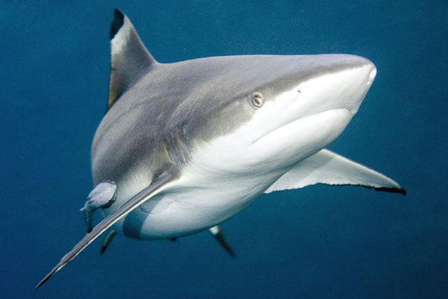 Image sous-marine d'un requin nageant vers l'objectif.