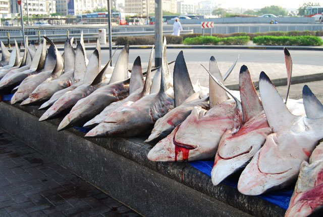 Bloody shark carcasses aligned next to each other on a dock.