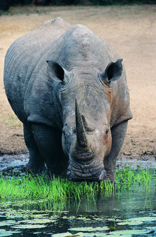 Un rhinocéros blanc face à l'objectif penche la tête pour s'abreuver sur les berges d'un cours d'eau.