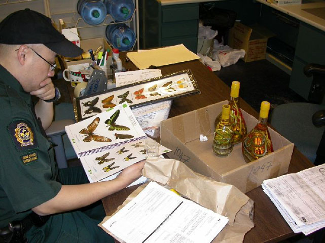 Douanier assis à un bureau vu de profil examinant des papillons naturalisés.