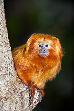 Close-up of a Golden Lion Tamarin perched in a tree and staring at the camera. 