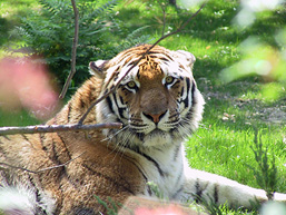 Plan avant d'un tigre de l'Amour couché de profil dans l'herbe et fixant l'objectif.