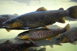 Underwater side view of a school of trouts.
